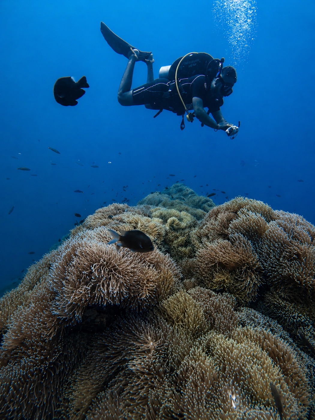 Scuba diving